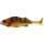 Westin Original Perch Shadtail 12cm T Gold Perch